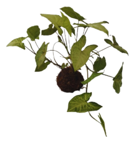 Planta Natural Singonio Kokedama Decoração De Interiores