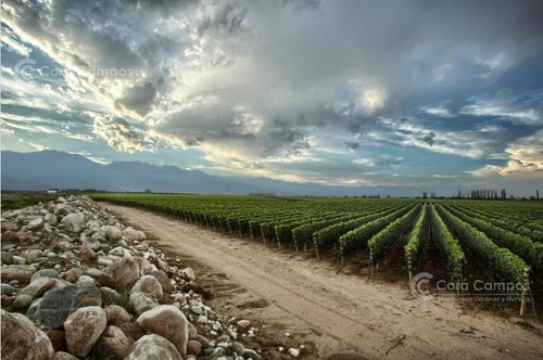 Se Vende Finca De 170ha Con Plantaciones De Ajo En San Carlos, Mendoza