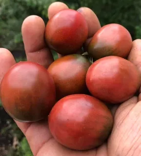 15 Semillas Tomate Cherry Black Hole Sun Uva Morada Dulce