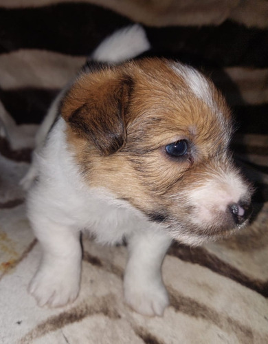 Cachorrito Jack Rusell Terrier Pelo Largo El Más Lindo