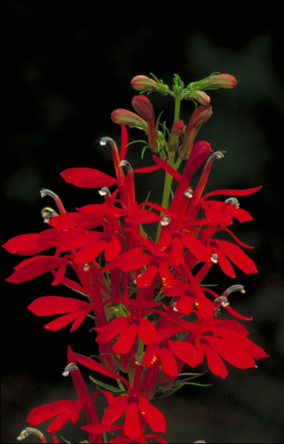100 Semillas De Lobelia Roja Cardinalis Flor