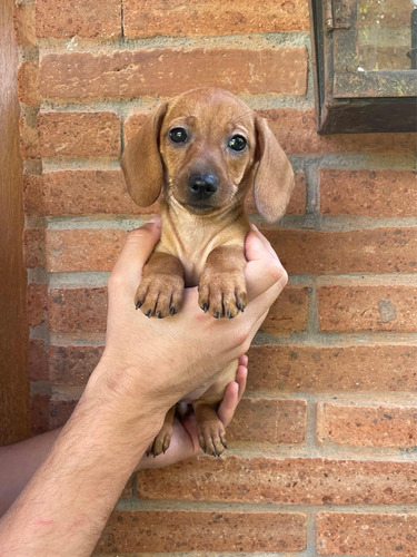 Preciosos Cachorros Salchichas Dachshund Mini