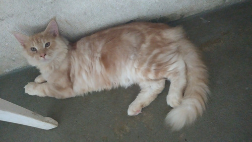 Lindo Filhote De Maine Coon Macho