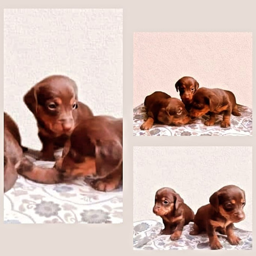 Cachorros Teckel Chocolate