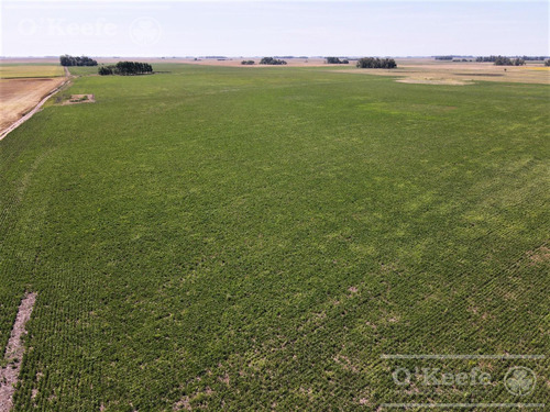 Campo En Venta Mixto De 246 Has En Saladillo