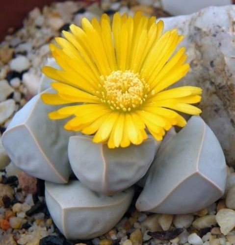 Imagen 2 de 4 de Lapidaria Margaritae , Mta 3 Inch , Piedra Viviente Lithops