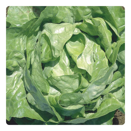 Sementes De Alface Lisa Baba De Verao - 50g