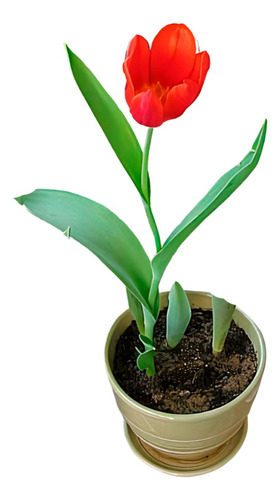 Planta Bulbos Tulipanes Lidl