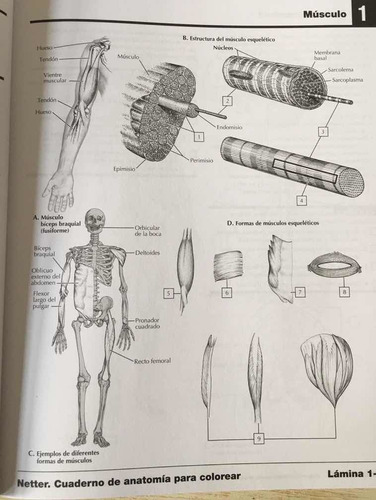 Imagen 7 de 9 de Netter. Cuaderno De Anatomía Para Colorear 2a Revisada!!