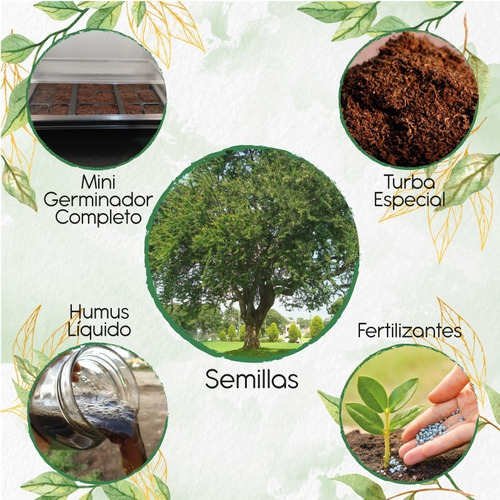 50 Semillas De Chiminango + Kit De Germinación Especial