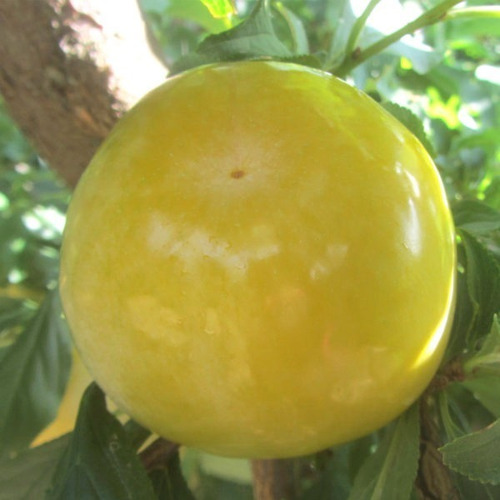 Arbol Ciruelo Amarillo (no Semillas)