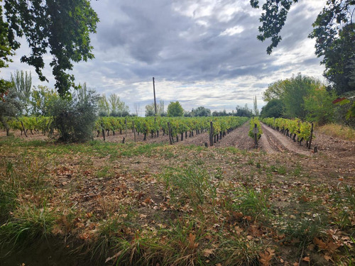 Finca En  Venta  80 Hac Con Derecho De Riego , Pozos Y Cultivos