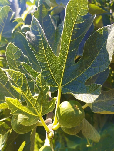 Imagen 12 de 21 de Agrícola En Venta En Curacaví Con Producción De 73 Nogales
