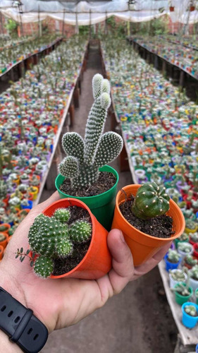 Imagen 9 de 10 de Set X50 Cactus Y/o Suculentas En M6 (envio Gratis)