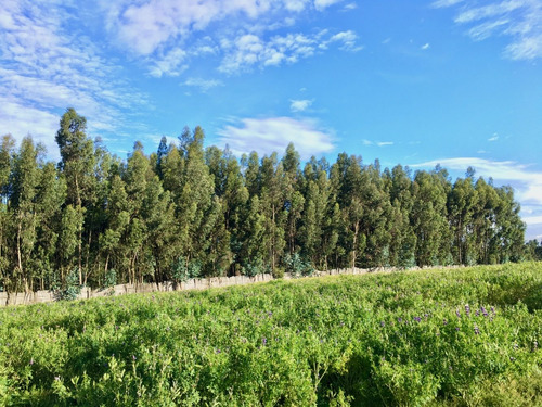 Imagen 10 de 10 de Vendo 4 Ha Planas En Pastocalle, Cotopaxi