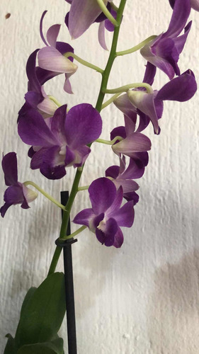 Imagen 10 de 10 de Orquídeas Dendrobium Phalaenopsis