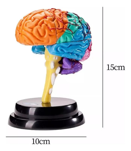 Modelagem Funcional De Ferramentas De Anatomia Cerebral C