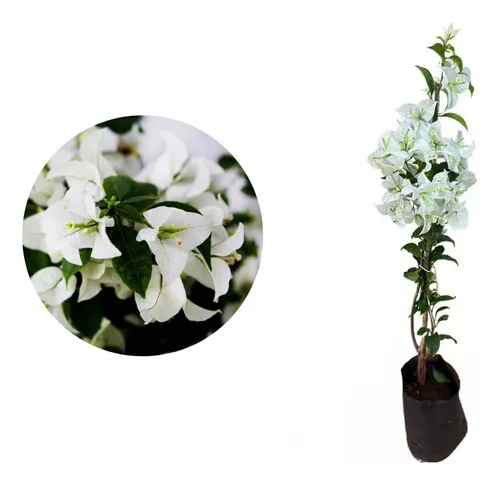 Kit Com 3 Mudas De Primavera