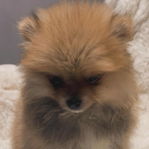 Pomeranias Machos Kcc