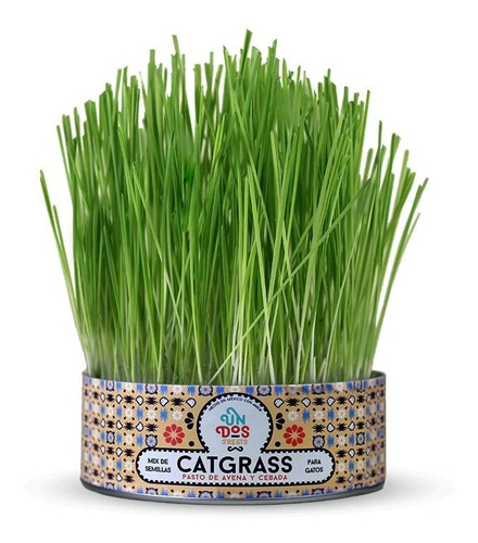 Pasto Para Gato, Cat Grass Mix Avena Y Cebada