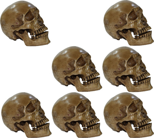 Kit 7 Cráneos Humanos De Resina, Mandíbula Articulada 