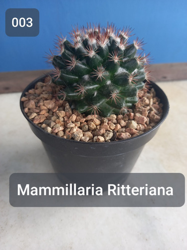 Imagem 1 de 5 de Mudas Cactos Cactus Com Vaso P.11 Mammillaria Ritteriana