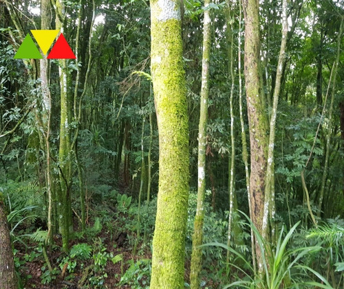 Imagem 11 de 22 de Chácara Serrinha - Ch00085 - 34982956