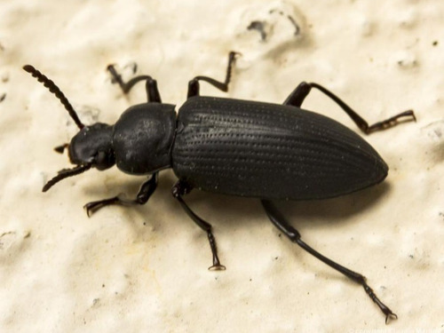 Imagem 2 de 3 de 10 Besouros Tenebrio Gigante Para Você Iniciar Criação
