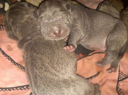 Cachorritos Shar Pei