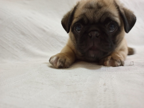 Imagem 1 de 1 de Amor Em Forma De Cão