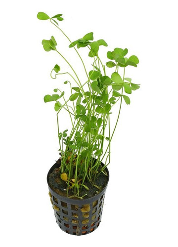 Marsilea Trébol De Agua Planta Acuática Bajos O Medios Req
