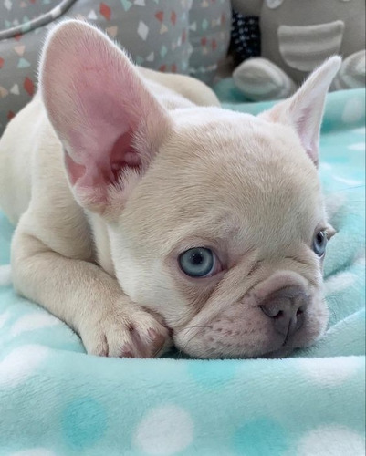 Cachorros Bulldog Francés Perros Rionegro Llanogrande