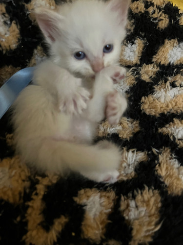 Gatito Siamés Tabby Point. Bello! Blanco