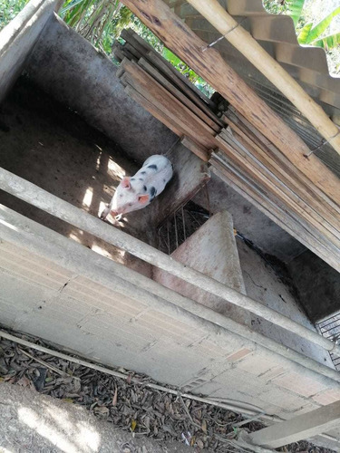 Vendo Finca Pequeña En Yolombo Antioquia