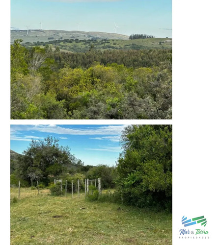 555 Has Campo Mixto Ganadero Forestal