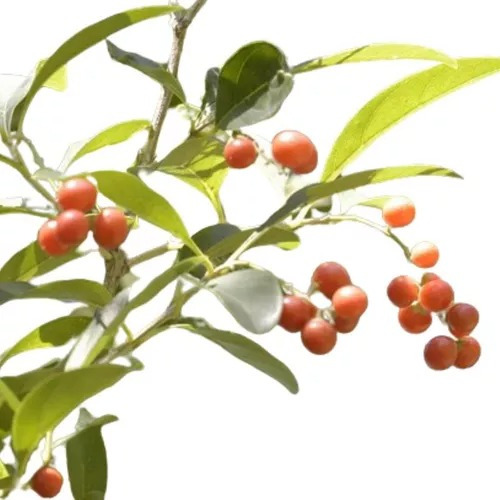 Tarumá, Espina De Bañado ( Citharexylum Montevidense)