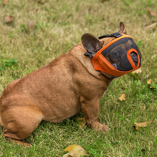 Imagen 9 de 10 de Mascota Perro Bulldog Malla Boca Boca Boca Boca Hocico Corto