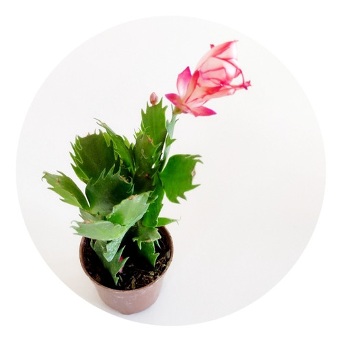 1 Muda De Cacto Pendente Flor De Maio Cores Variadas Pote 6 | Parcelamento  sem juros