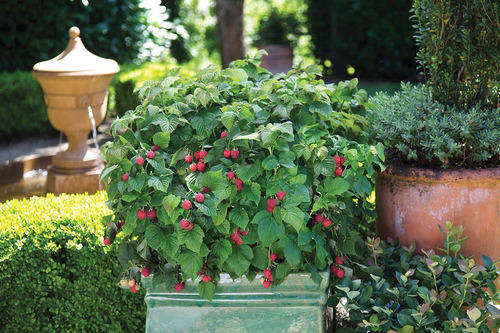 Bushel And Berry ( Frambuesa ) (certificado)