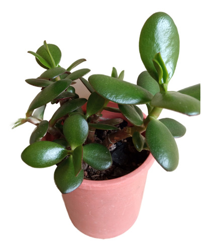 Planta Jade (crassula Ovata)