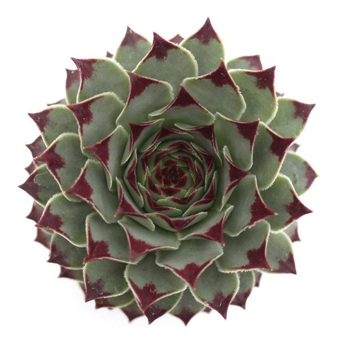 Sempervivum Calcareum Uña De Señorita Set 3 Pza M6 