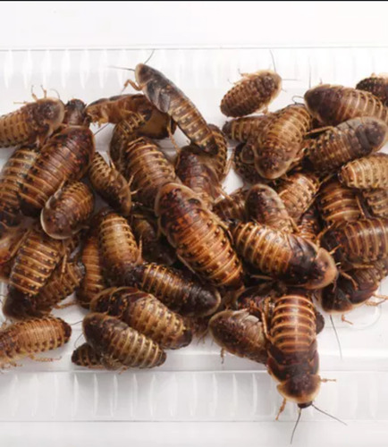 Blapticas