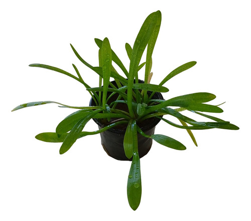 Sagittaria Subulata Planta Lowtech Pequena Aquário Plantado