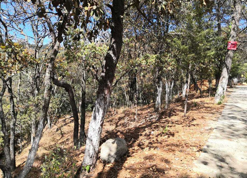 Lote En Venta , Excelente Ubicacion , En Fracc. Bosques Zumate