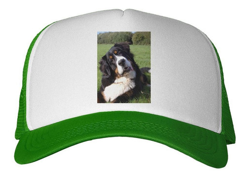 Gorra Boyero De Berna Mirando Curioso M2