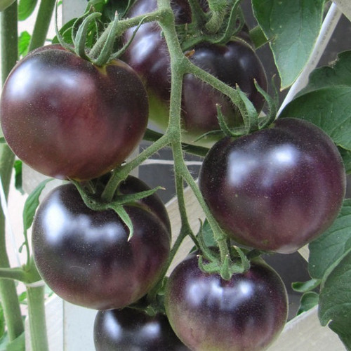 10 Semillas Tomate Black Cherry Negro Exotico Heirloom
