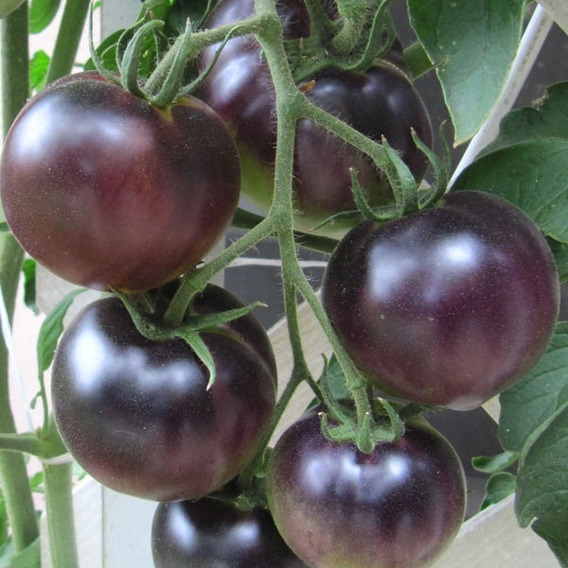 Tomate Black Cherry   500 semillas Negro Chocolate huerto jardín seeds