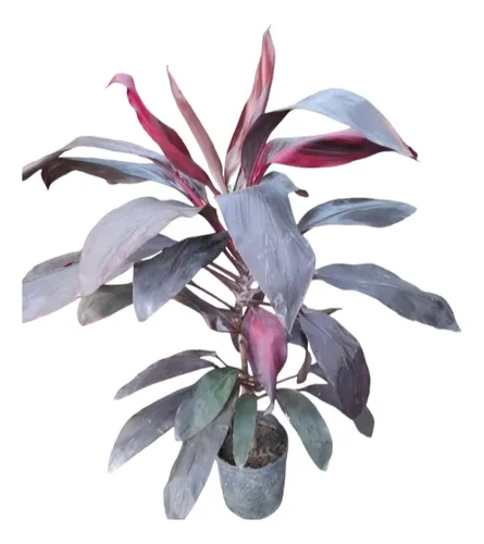 Dracena Rubra 3 L Bordó Vivero Deco Plantas