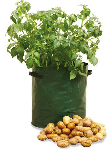 Haxnicks - Maceta Patio De Patatas, Patata (potato)