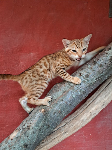 Gato Bengala/bengalí No Persa No Siamés Ni Exótico